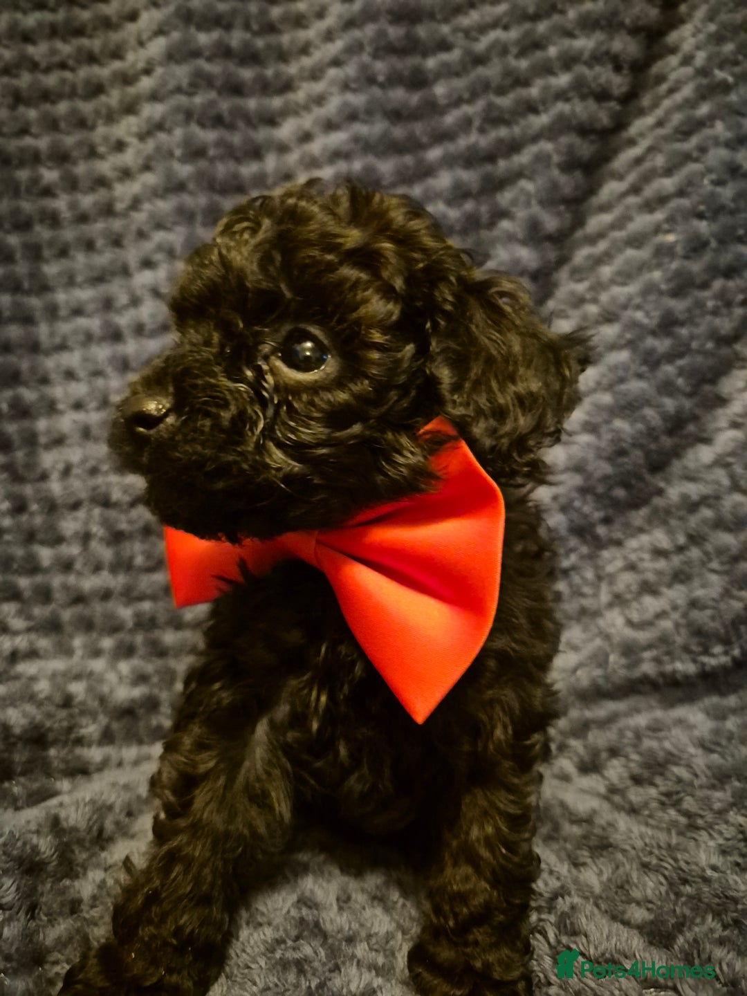 Toy Poodle dogs for sale: Toypoodle  - Image 4