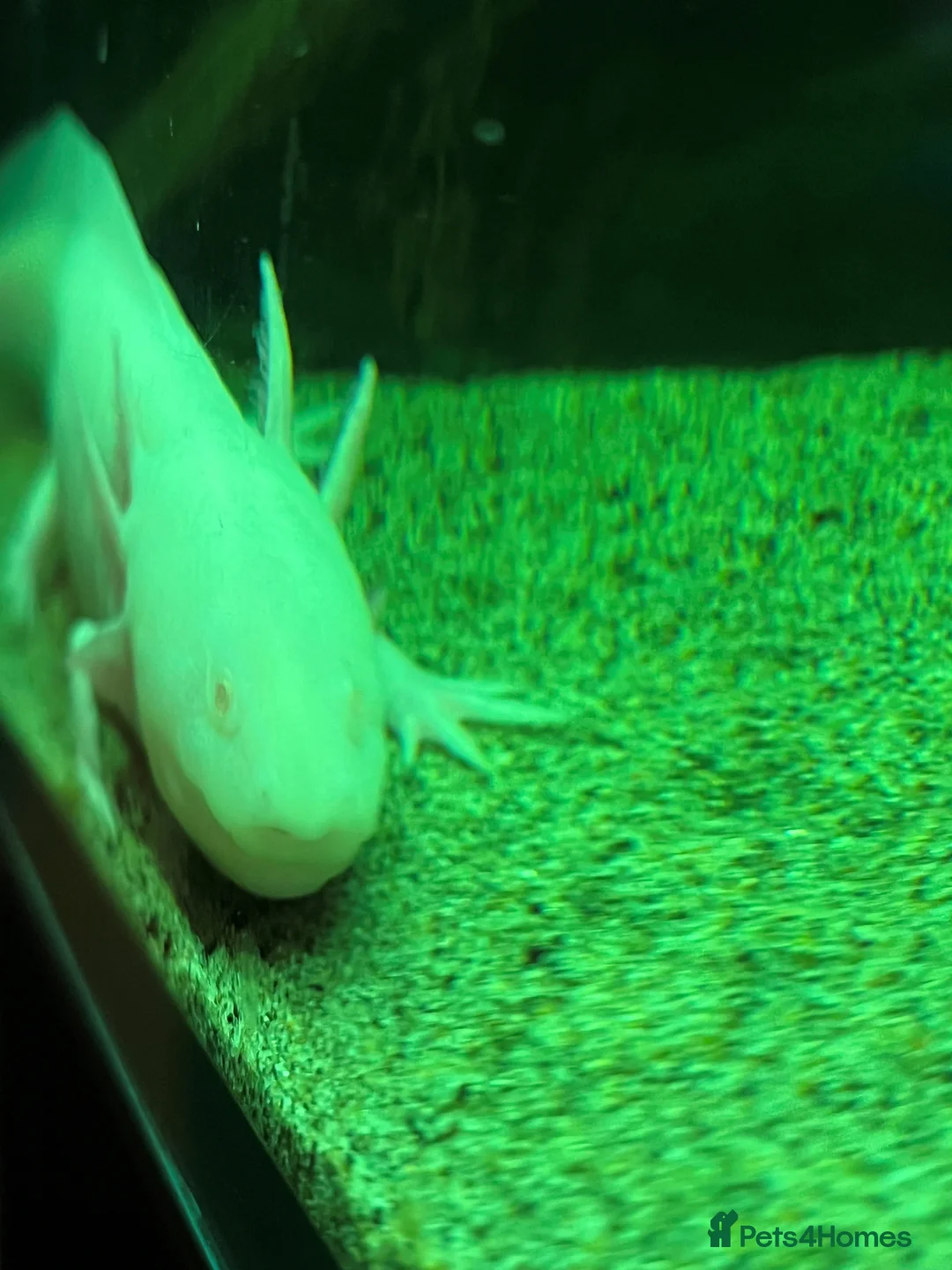 Axolotl reptiles for sale: Large Male Axolotyl in East Boldon - Advert 6