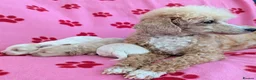 Maltipoo dogs for sale: Toy Maltipoo puppies - DNA health tested parents! - Advert 25