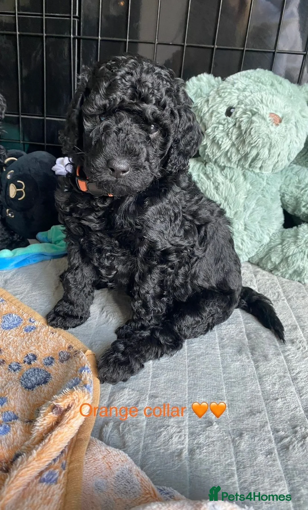 Miniature Poodle dogs for sale: KC Reg Miniature Poodles - Advert 5