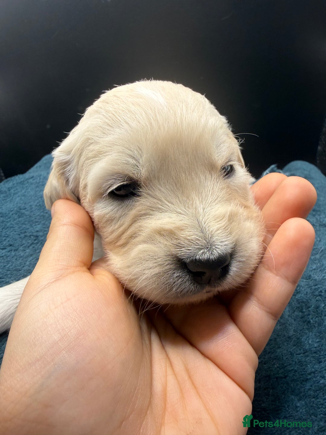 Golden Retriever dogs for sale: Stunning Golden Retrievers. 4 Boys / 4 Girls - Advert 18