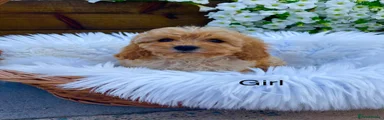 Cavapoo 2