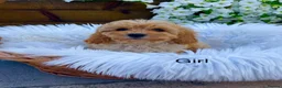 Cavapoo dogs for sale: F1 Cavapoo  - Advert 3