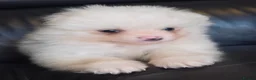 Pomeranian dogs for sale: Absolutely  stunning pomeranian  puppies  - Advert 18