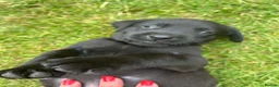Labrador Retriever dogs for sale: KC registered Black Labrador Pups  - Advert 12