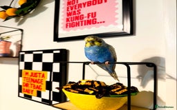 Budgerigars birds for sale: 2 male budgies with setup - Image 2