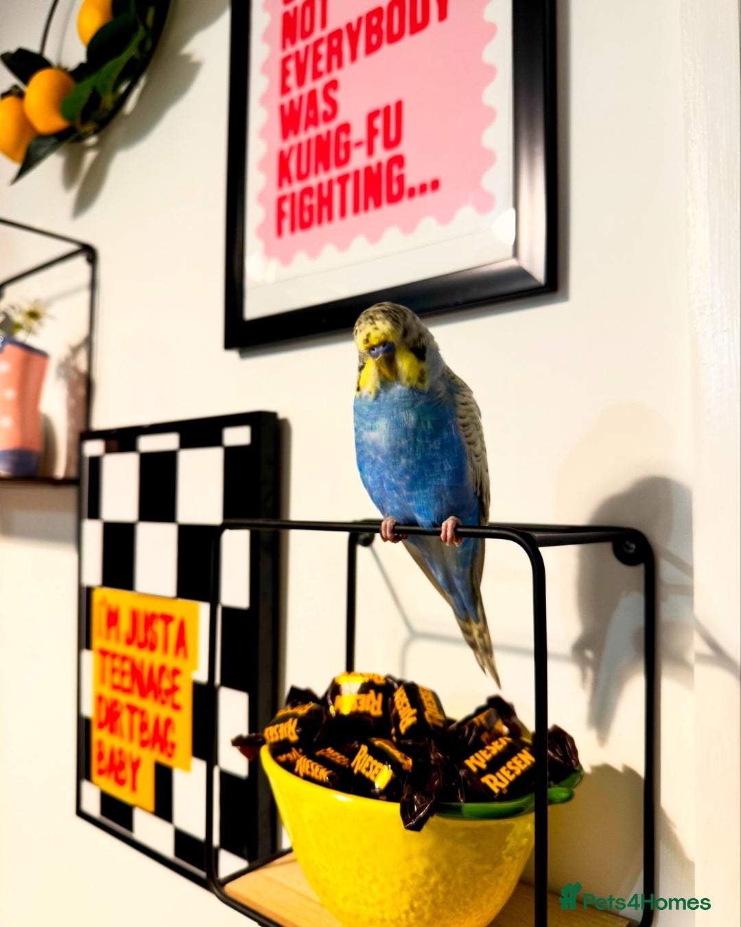 Budgerigars birds for sale: 2 male budgies with setup - Image 2