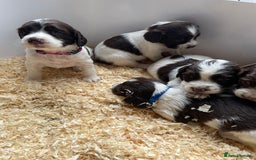 English Springer Spaniel dogs for sale: Working English springer spaniel puppies  - Image 30