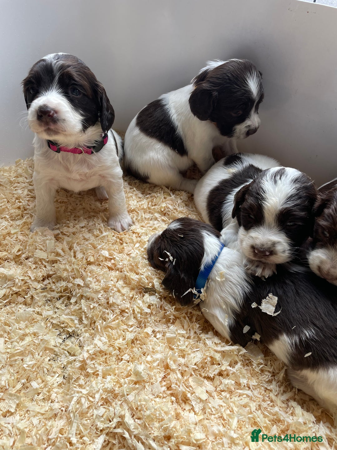 English Springer Spaniel dogs for sale: Working English springer spaniel puppies  - Image 30