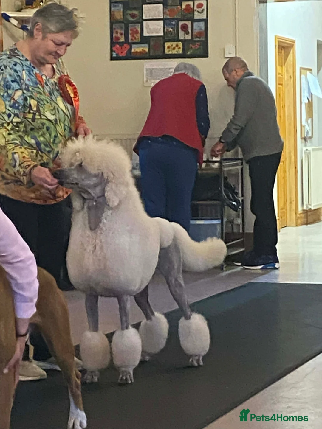 Standard Poodle dogs for stud: KC Cream Standard boy at stud  - Advert 2