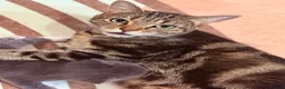 Mixed Breed cats for sale: Cute Kittens Ready for Loving Homes - Advert 3