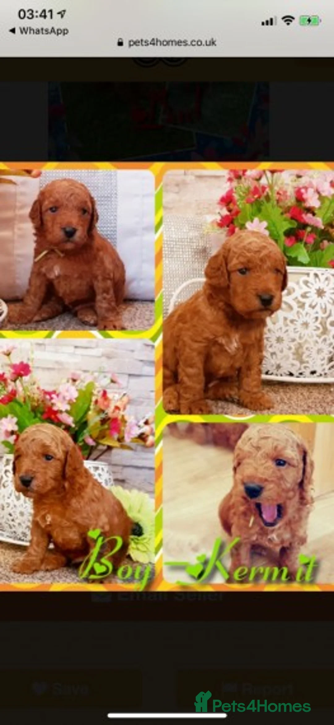 Cavapoo dogs for stud: Extensively Heath Tested Deep Red Min Poodle in Mansfield - Advert 10