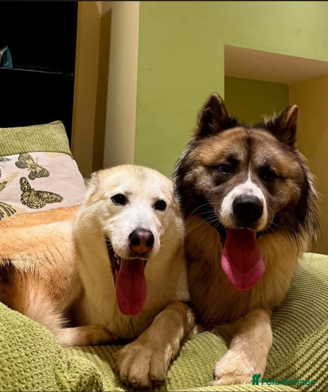 Huskita dogs for sale: Akita/husky pups in Sunderland - Advert 1