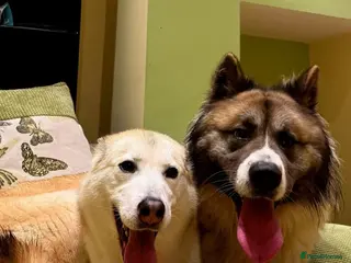 Huskita dogs Akita/husky pups - Advert 13