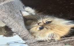 Persian cats for sale: Pedigree Persian Kittens ready to be rehomed - Image 36