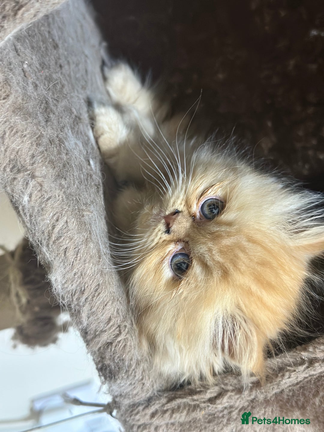 Persian cats for sale: Pedigree Persian Kittens ready to be rehomed - Image 36