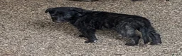 Caucasian Shepherd Dog dogs for sale: Caucasian/Wolfhound  - Advert 12