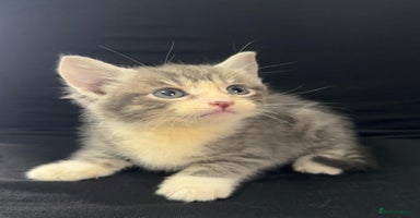 Mixed Breed cats - Advert 5