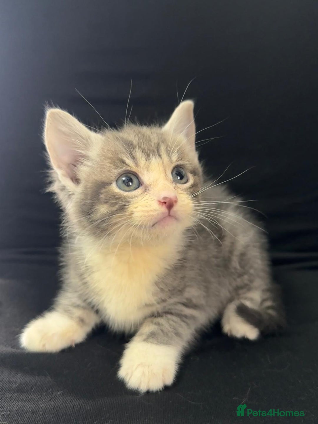 Mixed Breed cats for sale: Beautiful kittens  - Image 2