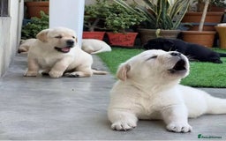 Labrador Retriever dogs for sale: Family-Raised Black And Yellow Lab Pups - Image 1