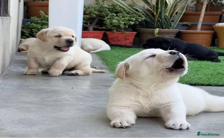 Labrador Retriever dogs - Advert 1