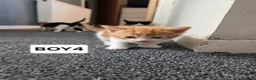 Mixed Breed cats for sale: 6 kittens ready to go to their forever home in Lincoln - Advert 21