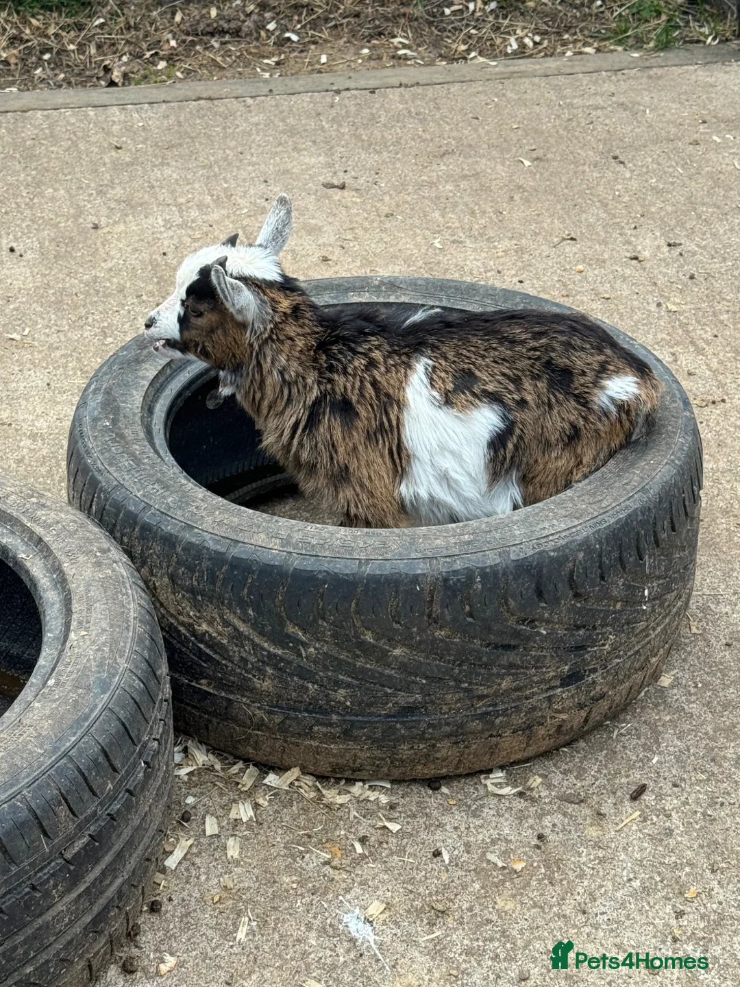 Goats livestock for sale: Adorable Baby Pygmy Goats For Sale - Advert 11