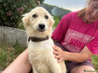 Mixed Breed dogs Cathy - Norwich Norfolk - Advert 10