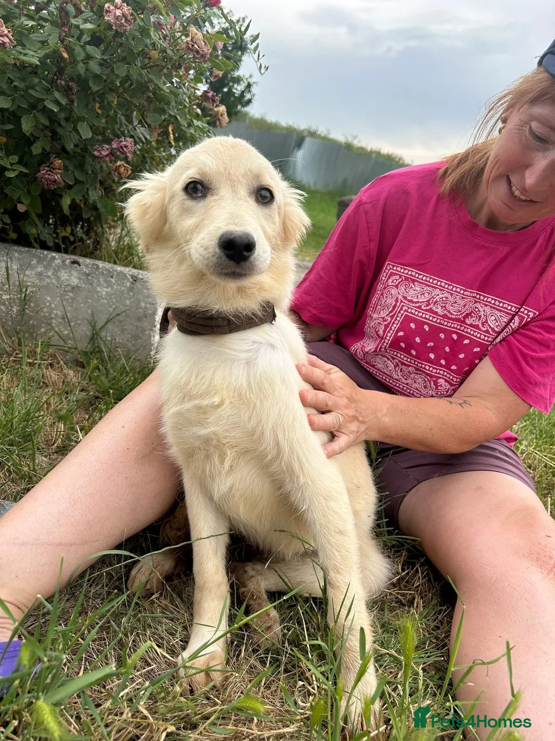 Mixed Breed dogs for adoption: Cathy - Norwich Norfolk  - Advert 1