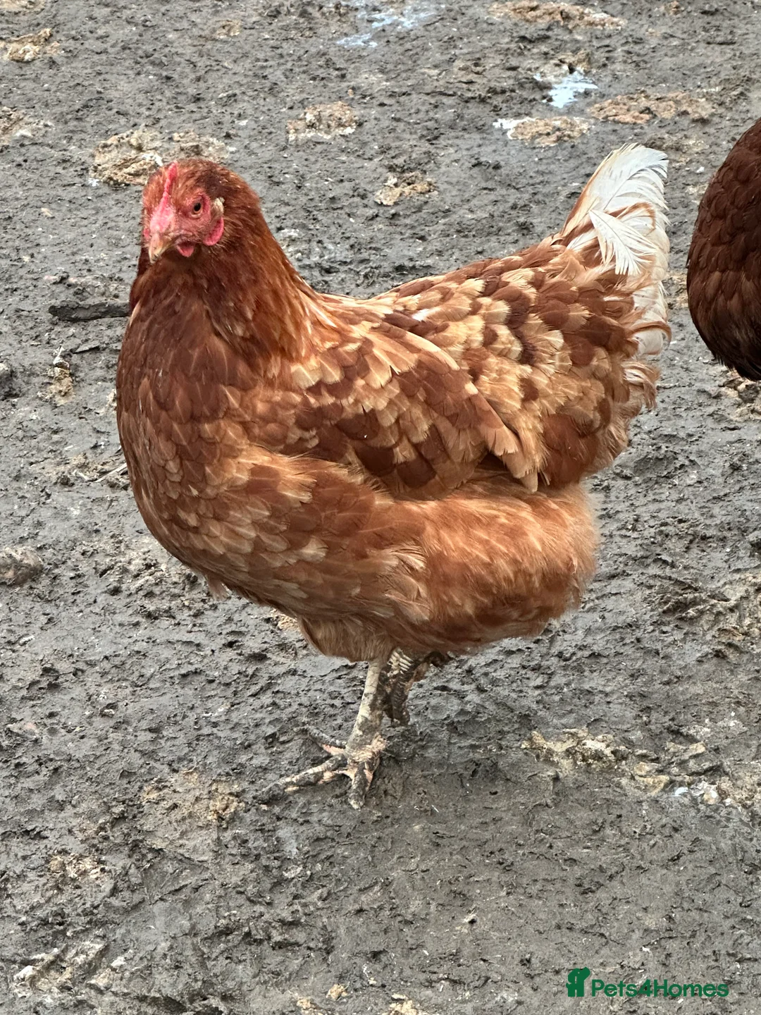 Chickens poultry for sale: Warren hens hybrids chickens - Advert 1