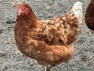 Chickens poultry Warren hens hybrids chickens - Advert 1