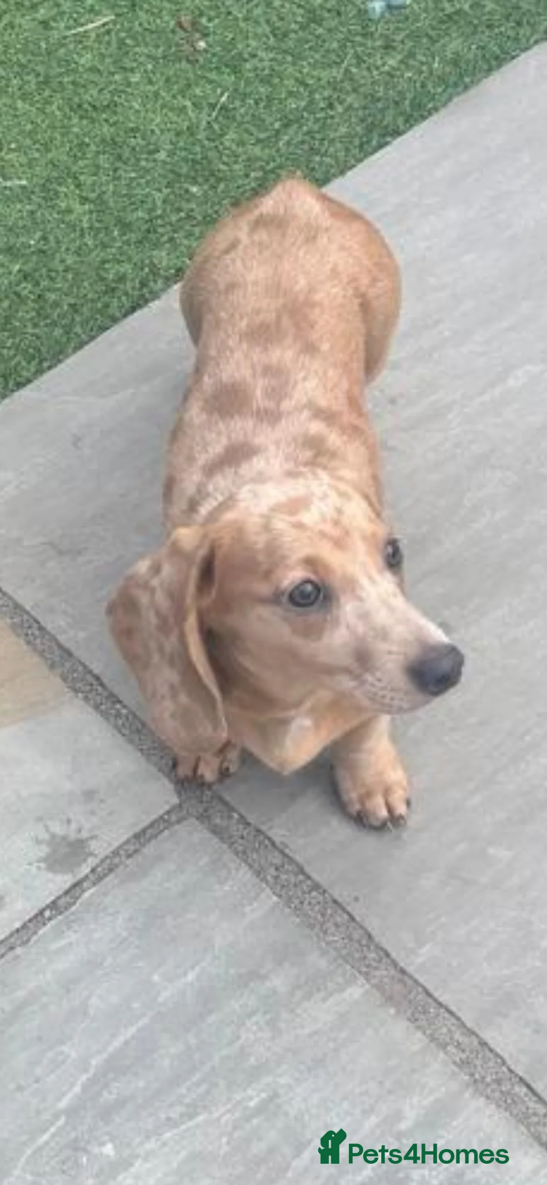 Miniature Dachshund dogs for sale: Minnie moo in Wisbech - Advert 2