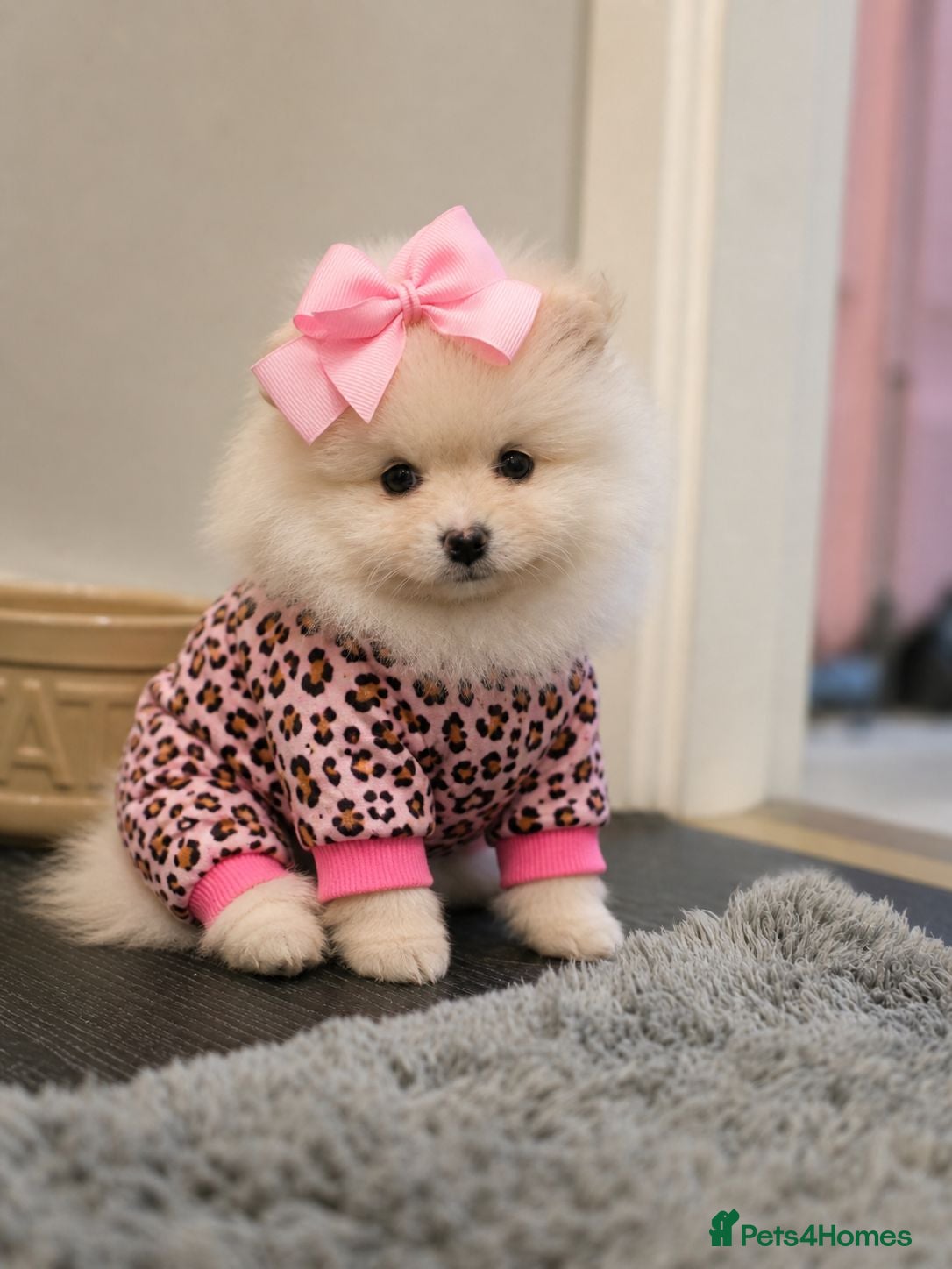 Pomeranian dogs 2 girls ready to go - Advert 1