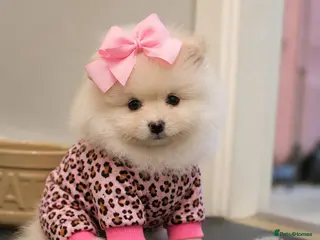 Pomeranian dogs 2 girls ready to go - Advert 2
