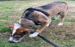 Mixed Breed dogs for adoption: Meet DAVE - a Lovely young boy, for a Loving Home - Image 3