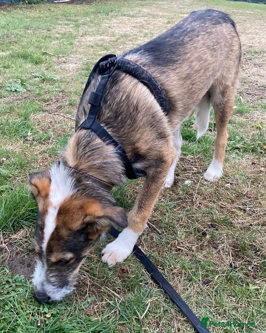 Mixed Breed dogs for adoption: Meet DAVE - a Lovely young boy, for a Loving Home - Image 3