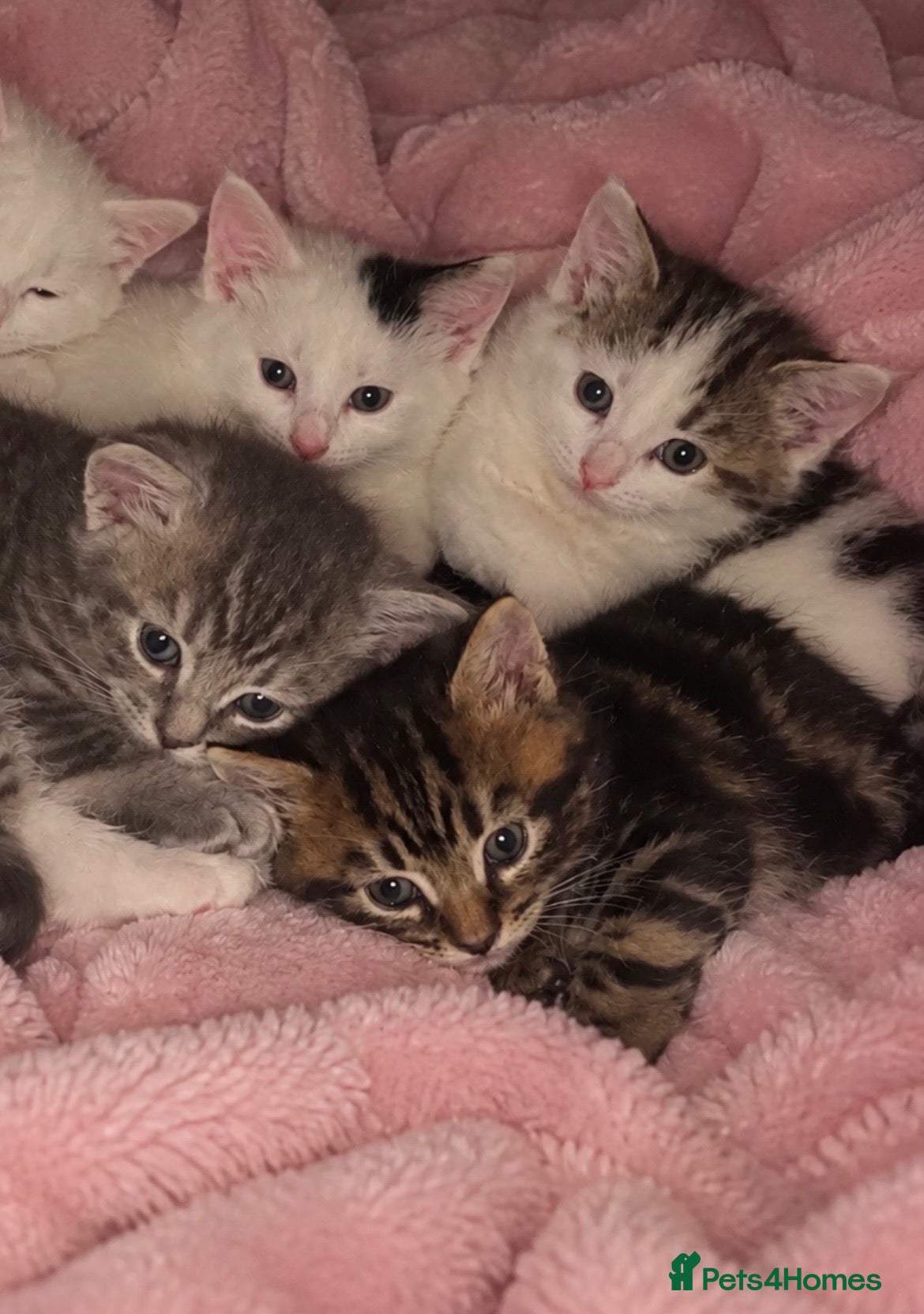 Mixed Breed cats for sale: ✨🐾Gorgeous Persian cross Kittens for sale - Advert 1