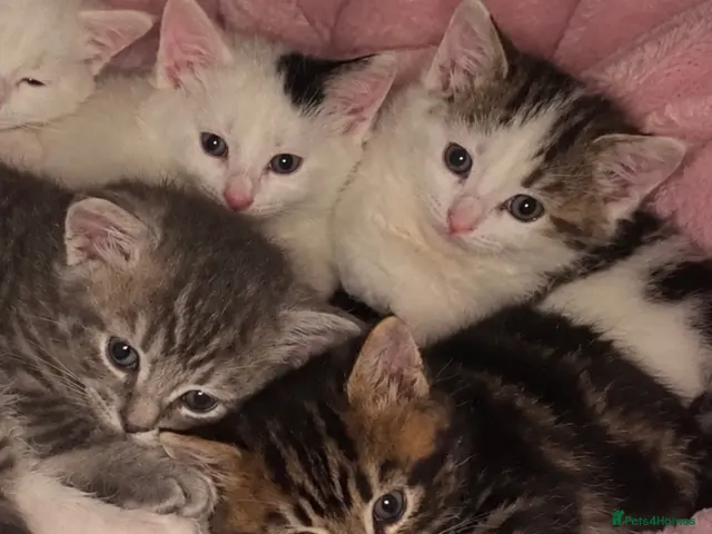 Mixed Breed cats for sale: ✨🐾Gorgeous Persian cross Kittens for sale - Advert 5