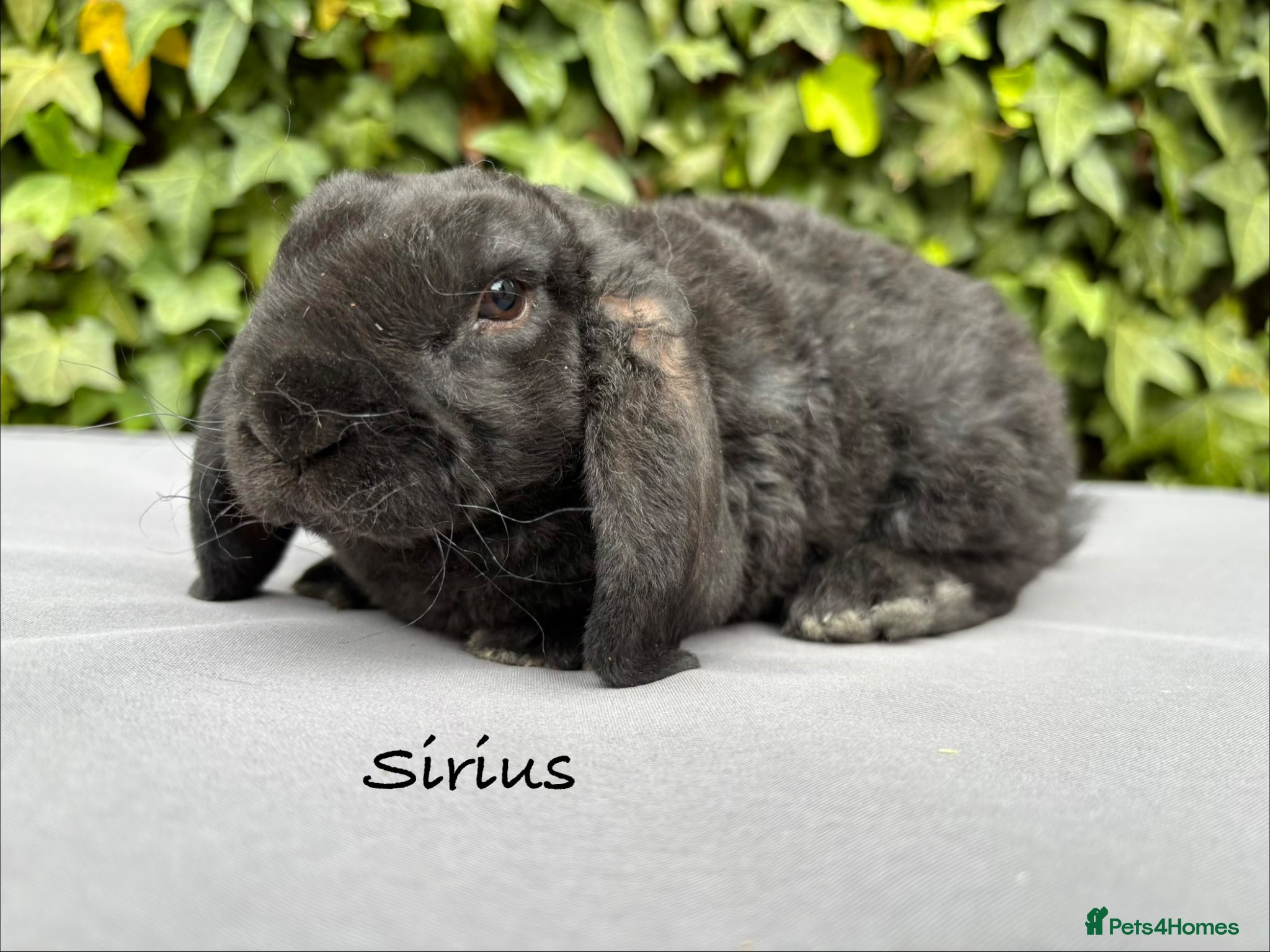 Mini Lop rabbits Pure bred Mini Plush Lop girls  - Advert 17