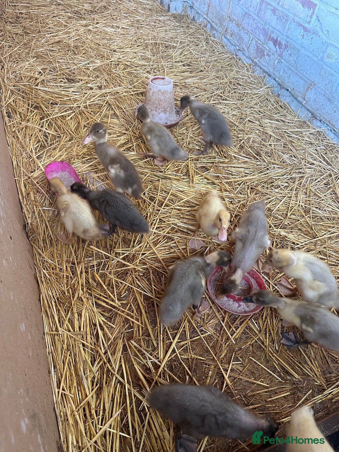 Ducks poultry for sale: Indian Runner Ducklings - PLEASE READ DESCRIPTION - Image 4