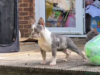 French Bulldog dogs Last females 2k ready this weekend, KC Registered - Advert 6