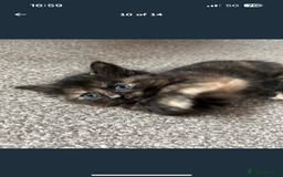 Mixed Breed cats for sale: 2 fluffy girls left out of litter of 5 - Image 3