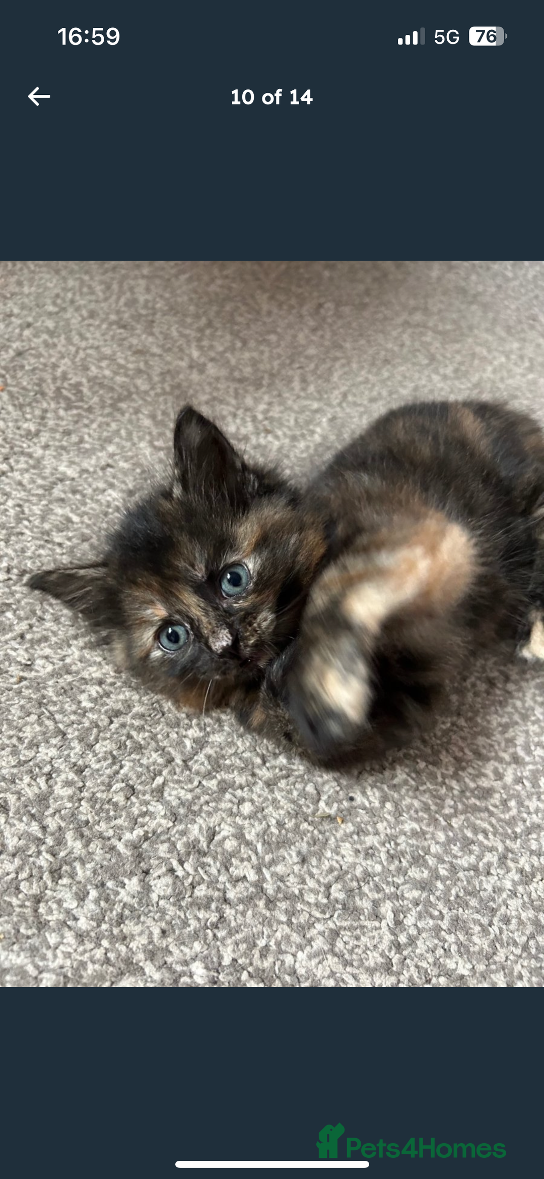 Mixed Breed cats for sale: 2 fluffy girls left out of litter of 5 - Image 3