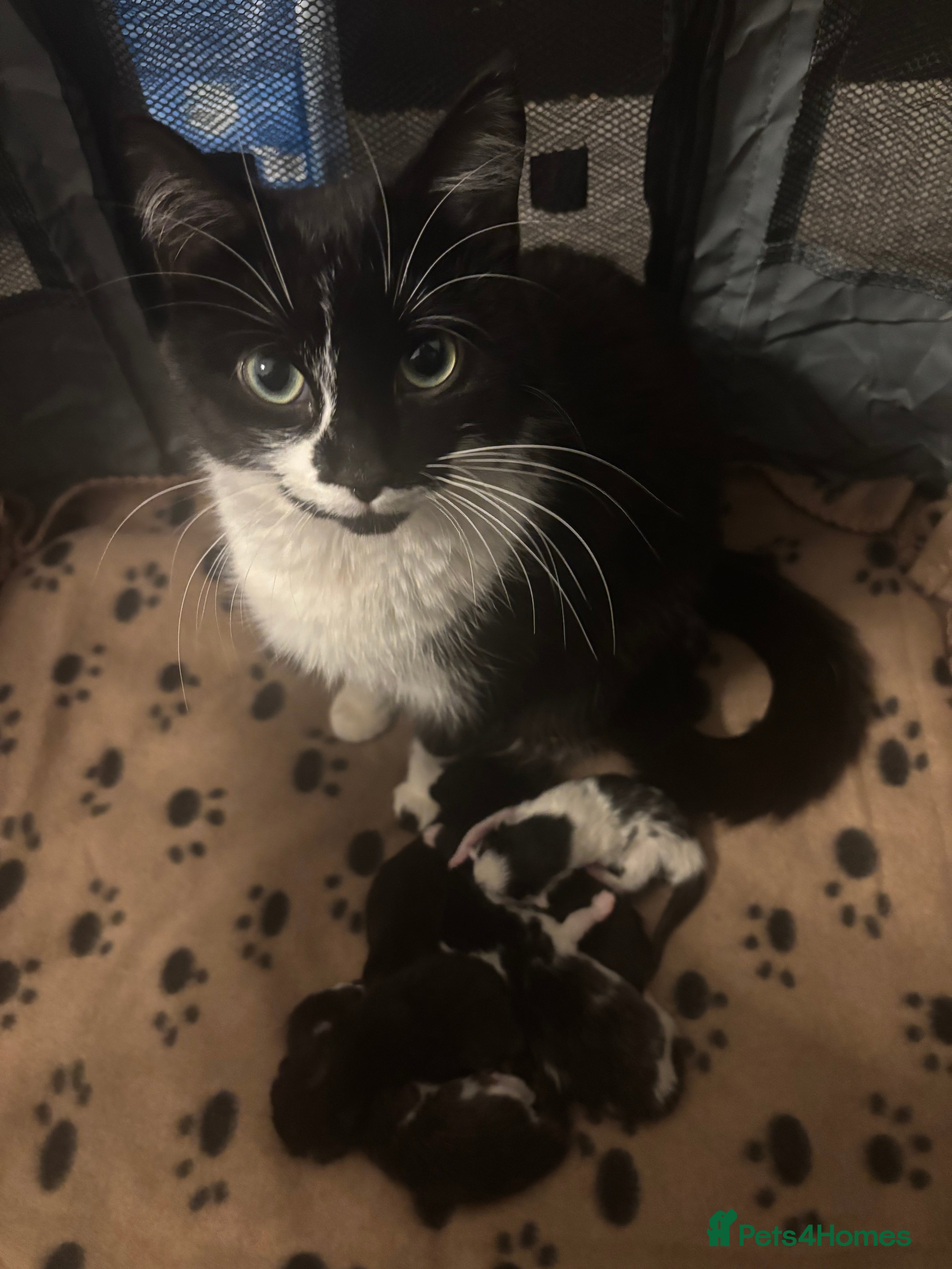 Mixed Breed cats Kittens for sale and ready for new homes - Advert 2