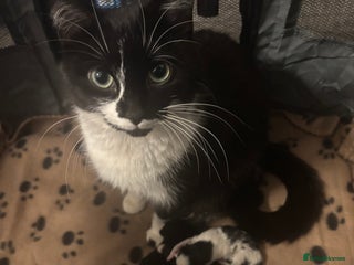 Mixed Breed cats Kittens for sale and ready for new homes - Advert 2