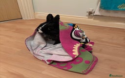 Netherland Dwarf rabbits for sale: Netherland dwarf rabbits for adoption - Image 4