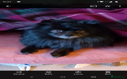 Pomeranian dogs for stud: Black and grey Pomeranian for stud - Image 1
