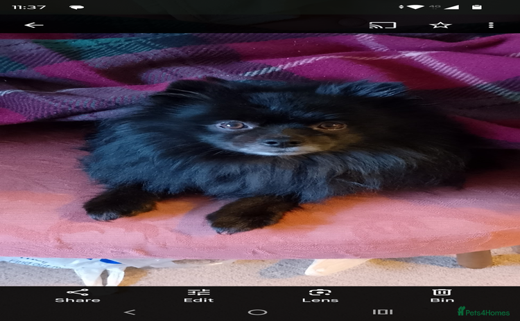 Pomeranian dogs - Advert 3