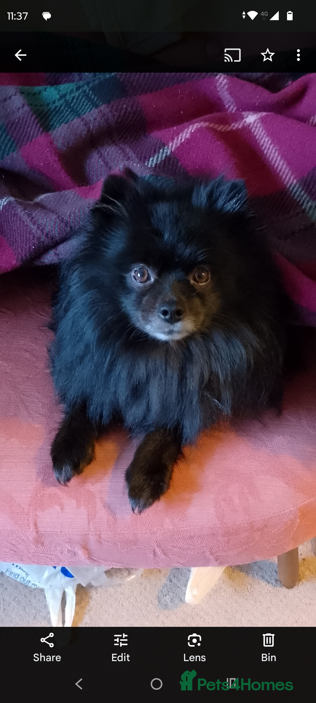 Pomeranian dogs for stud: Black and grey Pomeranian for stud - Image 1