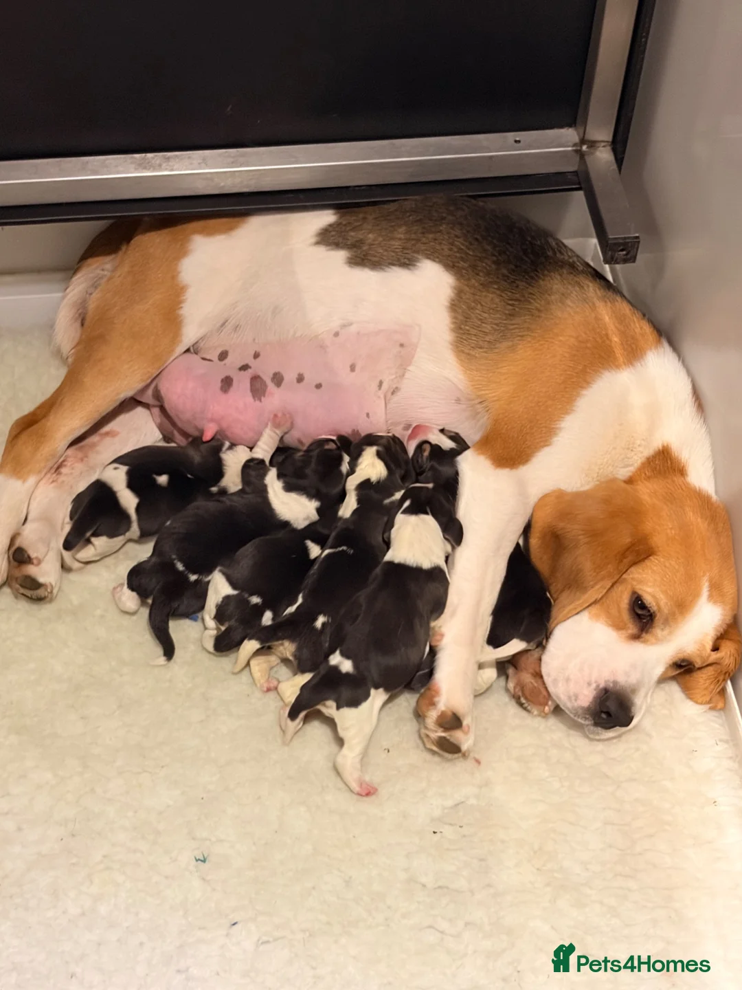 Beagle dogs for sale: 💙KC Beagle boy ready Now 💙 - Advert 3